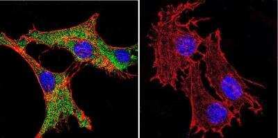Immunocytochemistry/ Immunofluorescence: Calmodulin Antibody (2D1) - BSA Free [NB120-2860]