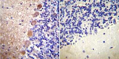 Immunohistochemistry-Paraffin: Calmodulin Antibody (2D1) - BSA Free [NB120-2860]