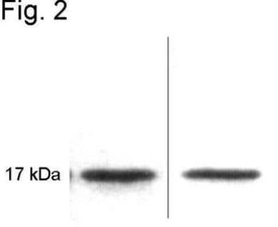 Western Blot: Calmodulin Antibody (2D1)BSA Free [NB120-2860]