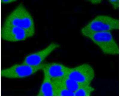 Immunocytochemistry/ Immunofluorescence: Calmodulin Antibody (SJ16-09) [NBP2-67413]
