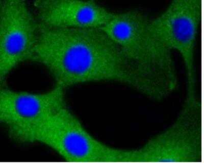 Immunocytochemistry/ Immunofluorescence: Calmodulin Antibody (SJ16-09) [NBP2-67413]