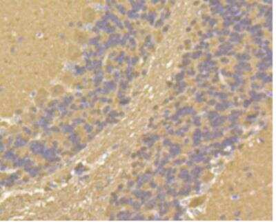 Immunohistochemistry-Paraffin: Calmodulin Antibody (SJ16-09) [NBP2-67413]