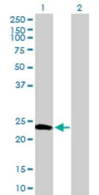 Western Blot: Calneuron 1 Antibody [H00083698-B01P]