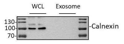 Western Blot: Calnexin AntibodyBSA Free [NB100-1965]