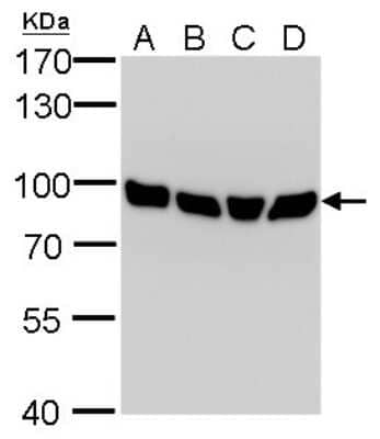Western Blot: Calnexin Antibody (1563) [NBP2-43765]