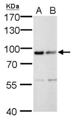 Western Blot: Calnexin Antibody (1563) [NBP2-43765]