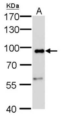 Western Blot: Calnexin Antibody (1563) [NBP2-43765]
