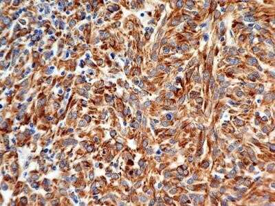 Immunohistochemistry: Calnexin Antibody (1C2.2D11) - Azide and BSA Free [NBP2-80608]