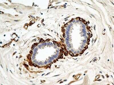Immunohistochemistry: Calnexin Antibody (1C2.2D11) - Azide and BSA Free [NBP2-80608]