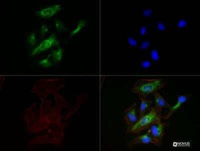 Immunocytochemistry/ Immunofluorescence: Calnexin Antibody (1C2.2D11) - BSA Free [NBP2-36570]