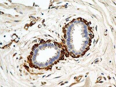 Immunohistochemistry-Paraffin: Calnexin Antibody (1C2.2D11) - BSA Free [NBP2-36570]