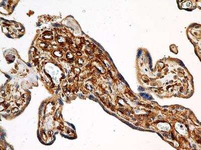 Immunohistochemistry-Paraffin: Calnexin Antibody (1C2.2D11) - BSA Free [NBP2-36570]