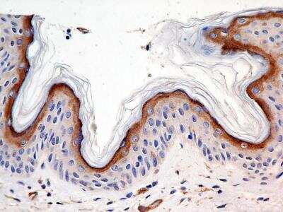 Immunohistochemistry-Paraffin: Calnexin Antibody (1C2.2D11) - BSA Free [NBP2-36570]