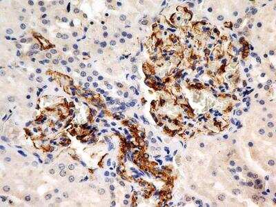 Immunohistochemistry-Paraffin: Calnexin Antibody (1C2.2D11) - BSA Free [NBP2-36570]
