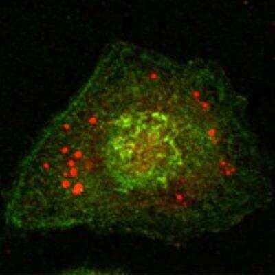 Immunocytochemistry/ Immunofluorescence: Calnexin Antibody (3H4A7) [NBP1-47546]