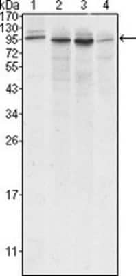 Western Blot: Calnexin Antibody (3H4A7) [NBP1-47546]