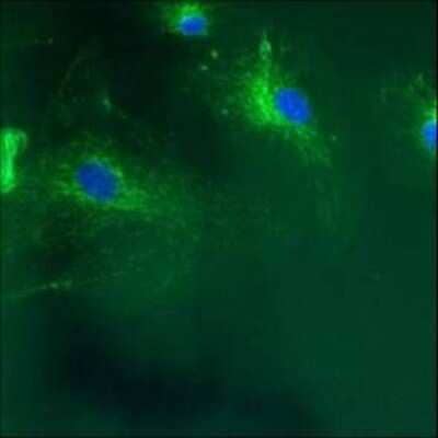 Immunocytochemistry/ Immunofluorescence: Calnexin Antibody (AF18) - BSA Free [NB300-518]
