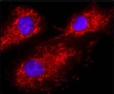 Immunocytochemistry/ Immunofluorescence: Calnexin Antibody (AF18) - BSA Free [NB300-518]