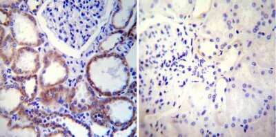 Immunohistochemistry-Paraffin: Calnexin Antibody (AF18) - BSA Free [NB300-518]