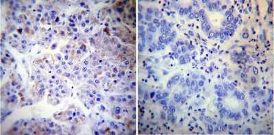 Immunohistochemistry-Paraffin: Calnexin Antibody (AF18) - BSA Free [NB300-518]