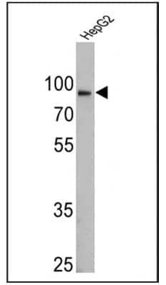 Western Blot: Calnexin Antibody (AF18)BSA Free [NB300-518]