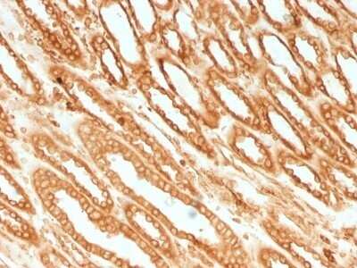 Immunohistochemistry-Paraffin: Calnexin Antibody (CANX/1541) - Azide and BSA Free [NBP2-54552]