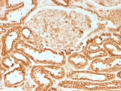 Immunohistochemistry-Paraffin: Calnexin Antibody (CANX/1541) - Azide and BSA Free [NBP2-54552]