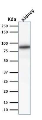 Western Blot: Calnexin Antibody (CANX/1541)Azide and BSA Free [NBP2-54552]