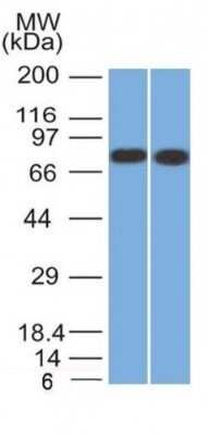 Western Blot: Calnexin Antibody (CANX/1541)Azide and BSA Free [NBP2-54552]