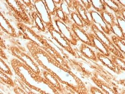 Immunohistochemistry-Paraffin: Calnexin Antibody (CANX/1541) [NBP2-53352]