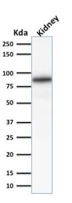 Western Blot: Calnexin Antibody (CANX/1541) [NBP2-53352]