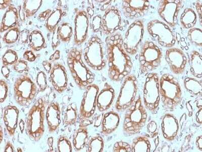 Immunohistochemistry-Paraffin: Calnexin Antibody (CANX/1543) - Azide and BSA Free [NBP2-79835]