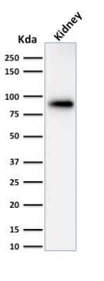 Western Blot: Calnexin Antibody (CANX/1543)Azide and BSA Free [NBP2-79835]