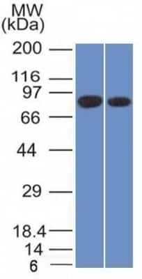 Western Blot: Calnexin Antibody (CANX/1543)Azide and BSA Free [NBP2-79835]