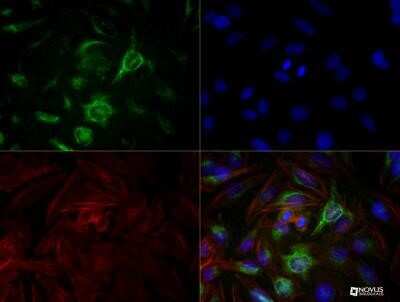 Immunocytochemistry/ Immunofluorescence: Calnexin Antibody (IE2.1C12) - Azide and BSA Free [NBP2-80609]