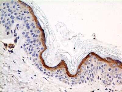 Immunohistochemistry-Paraffin: Calnexin Antibody (IE2.1C12) - Azide and BSA Free [NBP2-80609]