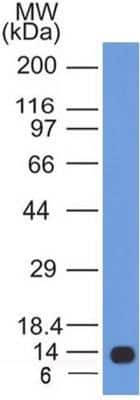 Western Blot: Calnexin Antibody (IE2.1C12)Azide and BSA Free [NBP2-80609]