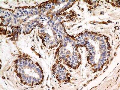 Immunohistochemistry-Paraffin: Calnexin Antibody (IE2.1C12) - BSA Free [NBP2-36571]