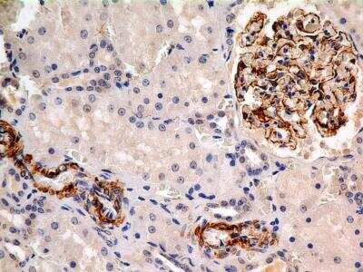 Immunohistochemistry-Paraffin: Calnexin Antibody (IE2.1C12) - BSA Free [NBP2-36571]