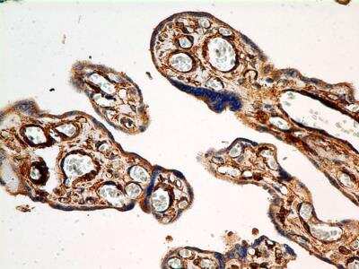 Immunohistochemistry-Paraffin: Calnexin Antibody (IE2.1C12) - BSA Free [NBP2-36571]
