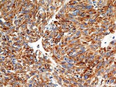 Immunohistochemistry-Paraffin: Calnexin Antibody (IE2.1C12) - BSA Free [NBP2-36571]