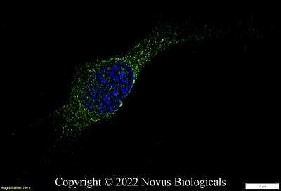 Immunocytochemistry/ Immunofluorescence: Calnexin Antibody - BSA Free [NB100-1965]