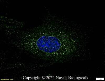 Immunocytochemistry/ Immunofluorescence: Calnexin Antibody - BSA Free [NB100-1965]