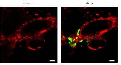 Immunocytochemistry/ Immunofluorescence: Calnexin Antibody - BSA Free [NB100-1974]
