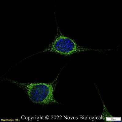 Immunocytochemistry/ Immunofluorescence: Calnexin Antibody - BSA Free [NB100-1974]