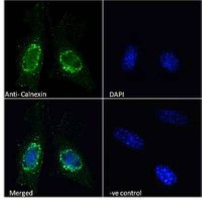 Immunocytochemistry/ Immunofluorescence: Calnexin Antibody [NBP1-37774]
