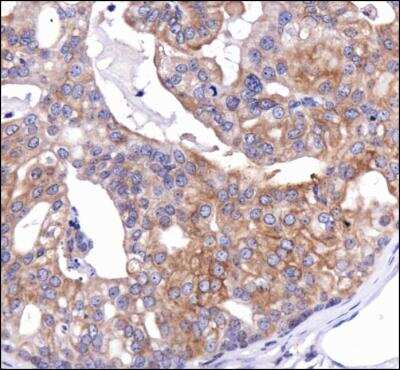 Immunohistochemistry: Calnexin Antibody - BSA Free [NB100-1965]