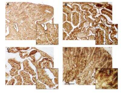 Immunohistochemistry: Calnexin Antibody - BSA Free [NB100-1965]