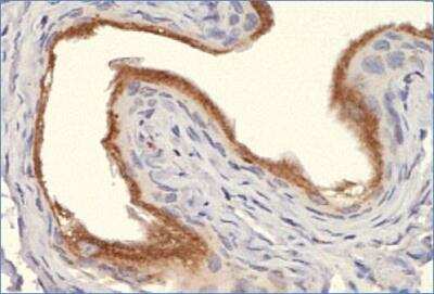 Immunohistochemistry: Calnexin Antibody - BSA Free [NB100-1974]