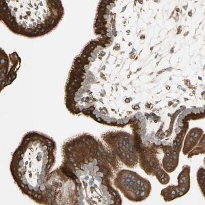 Immunohistochemistry-Paraffin: Calnexin Antibody [NBP1-85519]